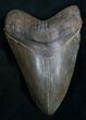 Awesome Megalodon Tooth - Sharp Serrations #8310-1